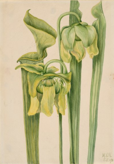 Trumpetleaf Sarracenia flava, 1920. av Mary Vaux Walcott