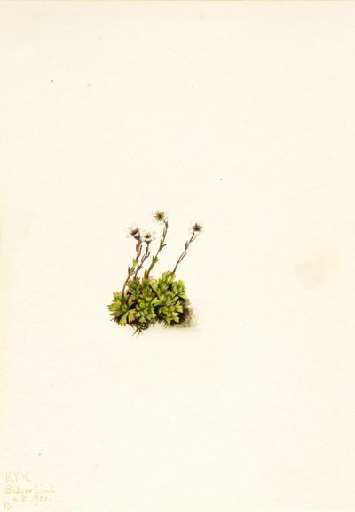 Tuftad saxifrage Saxifraga caespitosa, 1921. av Mary Vaux Walcott