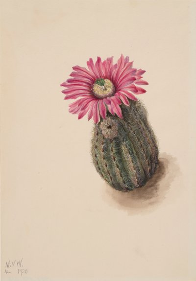 Turkiets huvudkaktus Echinocereus perbellus, 1930. av Mary Vaux Walcott