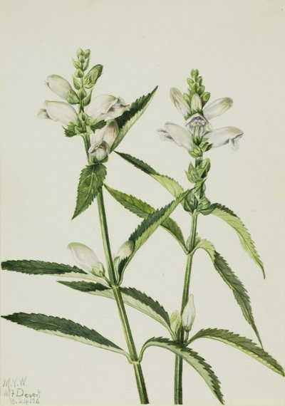 Sköldpaddshuvud (Chelone glabra) av Mary Vaux Walcott