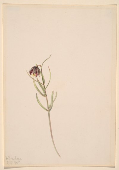Utan titel--Blomststudie av Mary Vaux Walcott