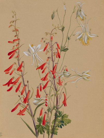 Utan titel--Blomststudie av Mary Vaux Walcott