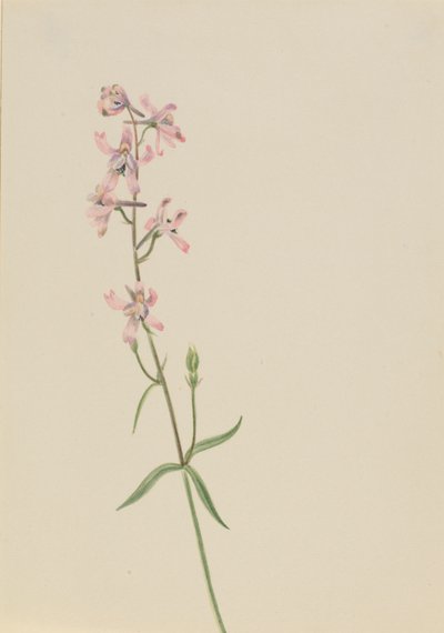 Utan titel--Blomststudie av Mary Vaux Walcott