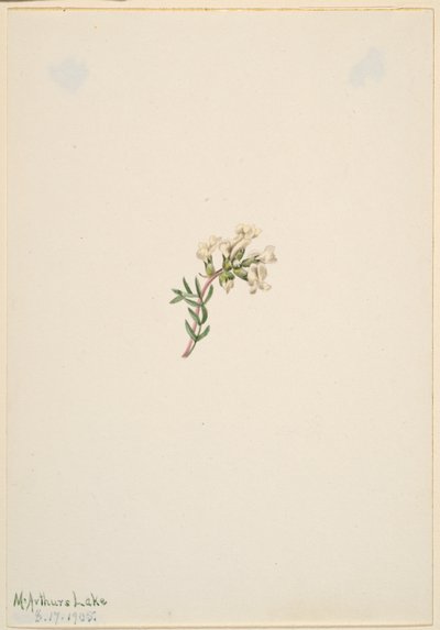 Utan titel--Blomststudie av Mary Vaux Walcott