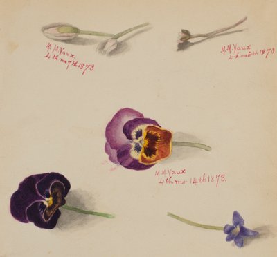 Untitled--Flower Study, 1873. av Mary Vaux Walcott