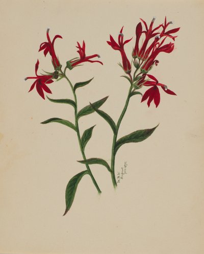 Untitled--Flower Study, 1876. av Mary Vaux Walcott