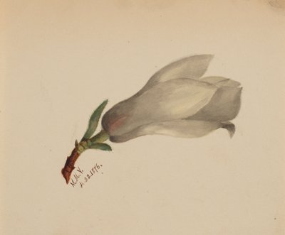 Untitled--Flower Study, 1876. av Mary Vaux Walcott