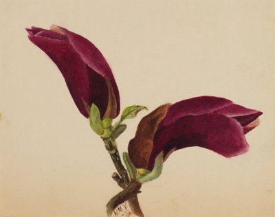 Untitled--Flower Study, 1876. av Mary Vaux Walcott