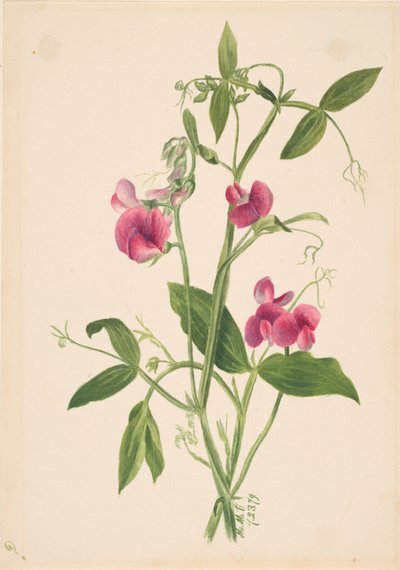 Untitled--Flower Study, 1879. av Mary Vaux Walcott