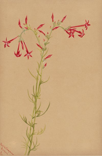 Untitled--Flower Study, 1883. av Mary Vaux Walcott