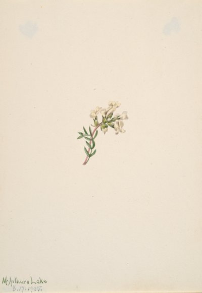 Untitled--Flower Study, 1905. av Mary Vaux Walcott