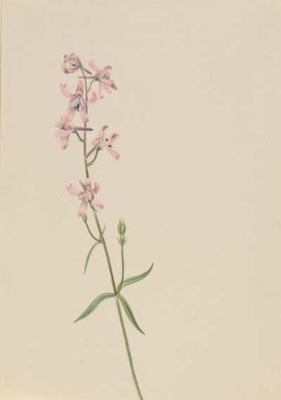 Untitled--Flower Study, ca. 1900-1930. av Mary Vaux Walcott