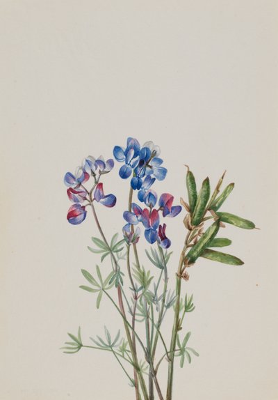 Untitled--Flower Study, ca. 1900-1930. av Mary Vaux Walcott