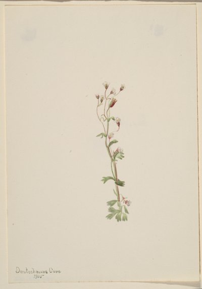 Utan titel - växtstudie av Mary Vaux Walcott