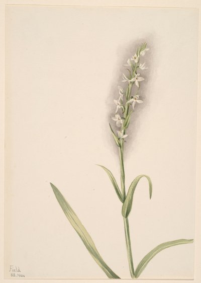 Utan titel - växtstudie av Mary Vaux Walcott