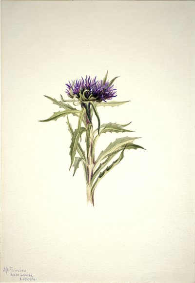 Untitled--Plant Study, 1904. av Mary Vaux Walcott
