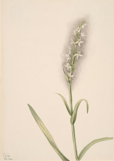 Untitled--Plant Study, 1904. av Mary Vaux Walcott