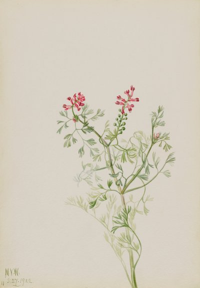 Untitled--Plant Study, 1922. av Mary Vaux Walcott