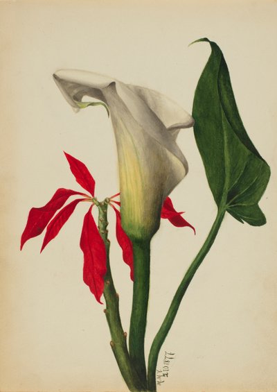 Utan titel (Calla Lily) av Mary Vaux Walcott