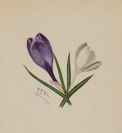 Utan titel (krokusar) av Mary Vaux Walcott