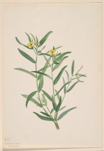 Utan titel (studie av blommor) av Mary Vaux Walcott
