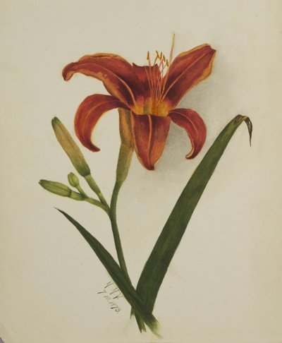 Utan titel (Lily) av Mary Vaux Walcott