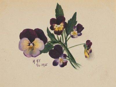 Utan titel (penséer) av Mary Vaux Walcott