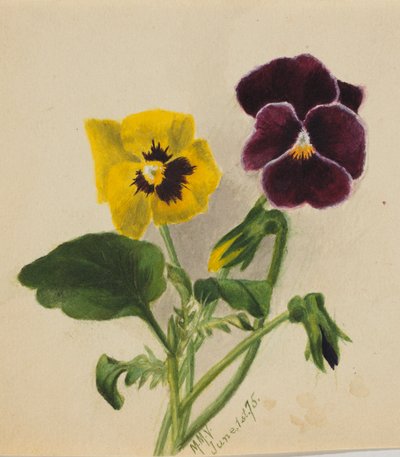Utan titel (penséer) av Mary Vaux Walcott