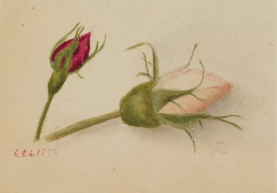 Utan titel (Rosenknoppar) av Mary Vaux Walcott