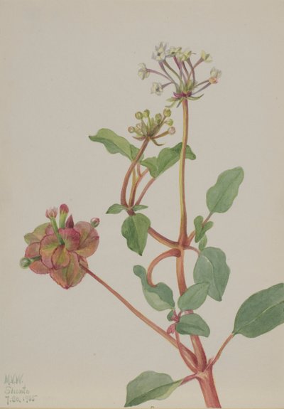Utan titel (Tripterocalyx pedunculatus) av Mary Vaux Walcott
