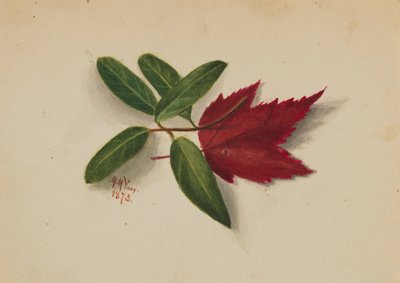 Utan titel av Mary Vaux Walcott