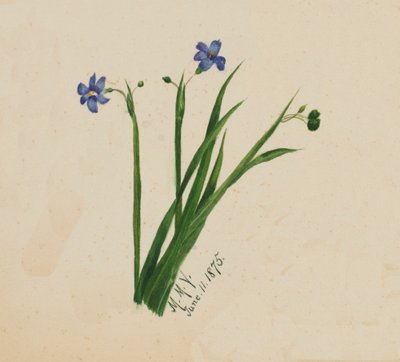 Utan titel, 1875. av Mary Vaux Walcott