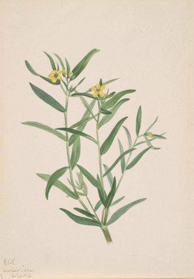 Untitled Flower Study, 1923. av Mary Vaux Walcott