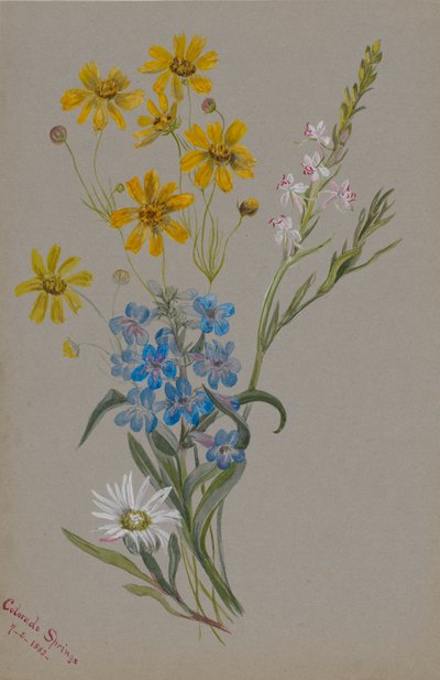 Utan titel, Grupp av blommor, 1883. av Mary Vaux Walcott
