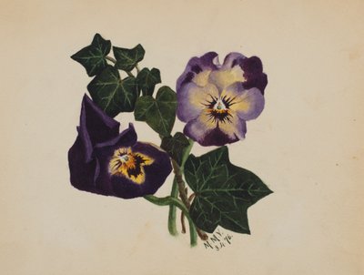 Utan titel Penséer och murgröna, 1876. av Mary Vaux Walcott
