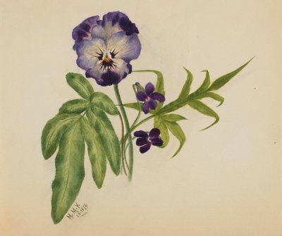 Utan titel Pansy, 1876. av Mary Vaux Walcott