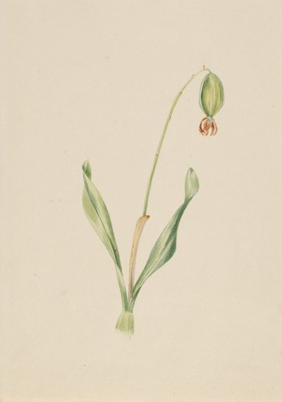 Untitled Plant Study, ca. tidigt 1930-tal. av Mary Vaux Walcott