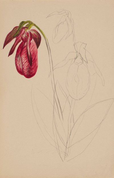 Untitled Unfinished Sketch, n.d. av Mary Vaux Walcott
