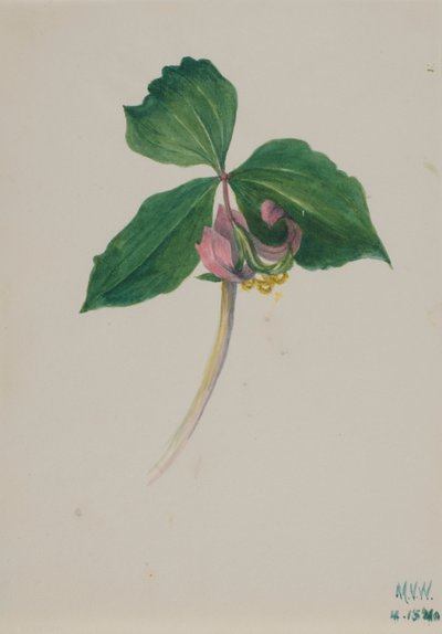Utan titel, ca. 1920. av Mary Vaux Walcott