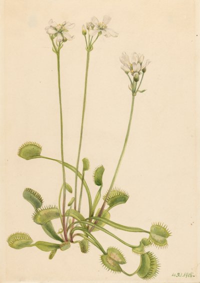Venus flugfälla Dionaea muscipula, 1918. av Mary Vaux Walcott