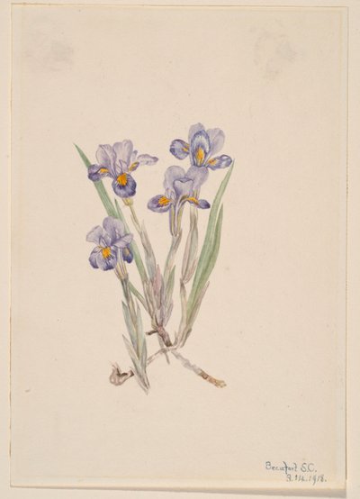 Jungfru Marie nycklar (Iris verna) av Mary Vaux Walcott