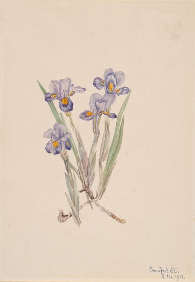 Vernal Iris Iris verna, 1918. av Mary Vaux Walcott