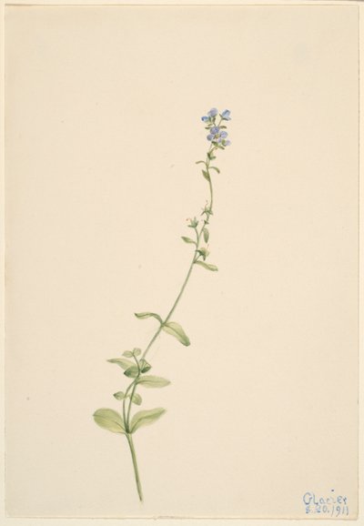Veronica serpyllifolia av Mary Vaux Walcott