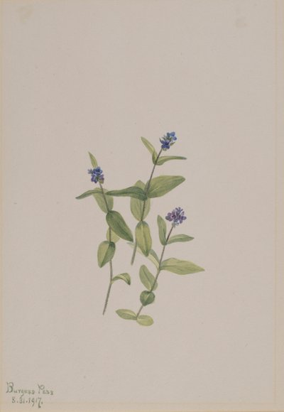 Veronica ormskjoldii av Mary Vaux Walcott