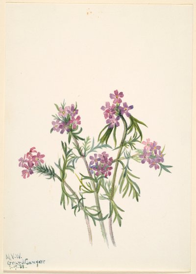 Vervain (Verbena wrightii) av Mary Vaux Walcott
