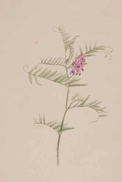 Vicia americana av Mary Vaux Walcott
