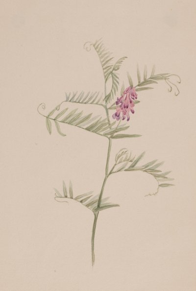 Amerikansk vicker, ca. 1917-1918. av Mary Vaux Walcott