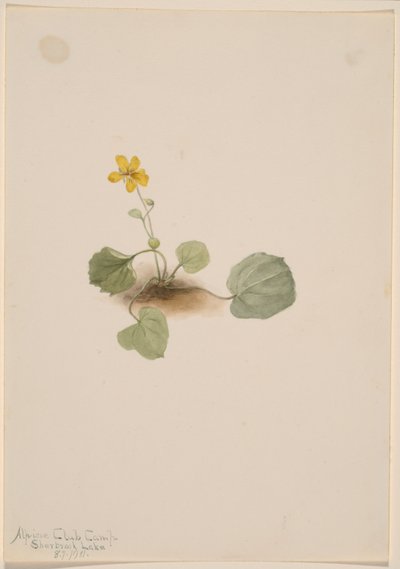 Viola orbiculata av Mary Vaux Walcott