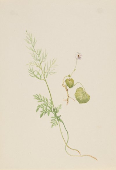 Viola palustris, ca. 1917-1918. av Mary Vaux Walcott