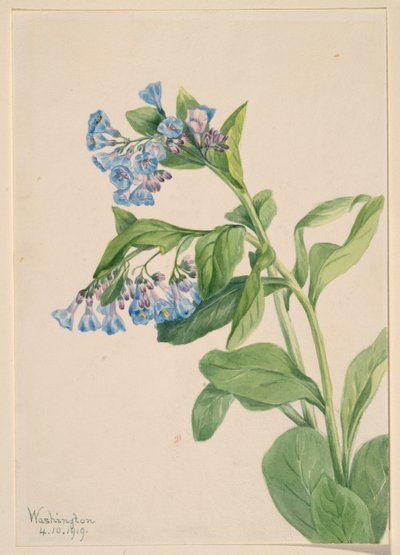 Blåklockor från Virginia (Mertensia virginica) av Mary Vaux Walcott